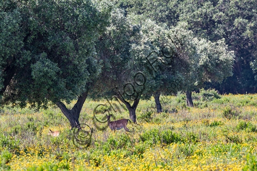 Wildlife photography of deer in an olive grove within the Maremma Regional Park, Tuscany