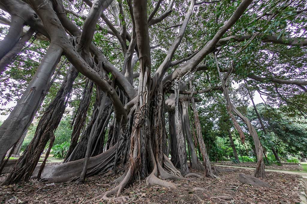 Monumental Ficus magnolioide tree, Palermo Botanical Garden Sicily, rare plant