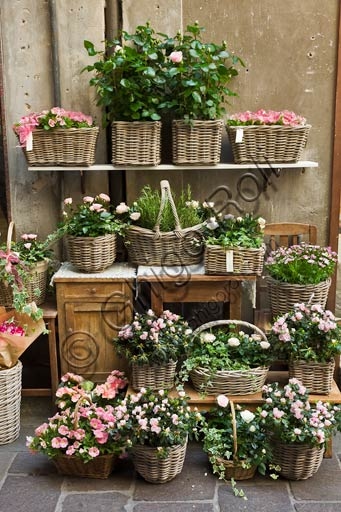 hanging basket suspended with pink flowers of petunia and daisy in bloom