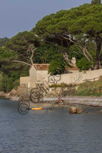 Veduta della Chiesa di San Cerbone affacciata sul lungomare del Golfo di Baratti, circondata da pini domestici (Pinus pinea)