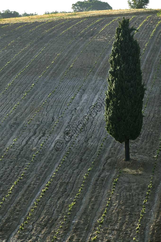 Dipinto raffigurante un nuovo vigneto in vendita con un cipresso a Saragano