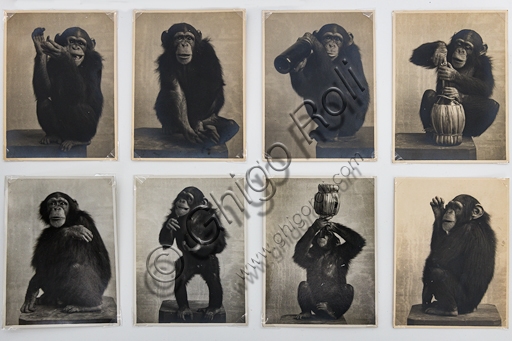 Black and white vintage photograph of Pierrette the chimpanzee mascot, artwork by Marcello Dudovich from 1910, bromide silver gelatine print