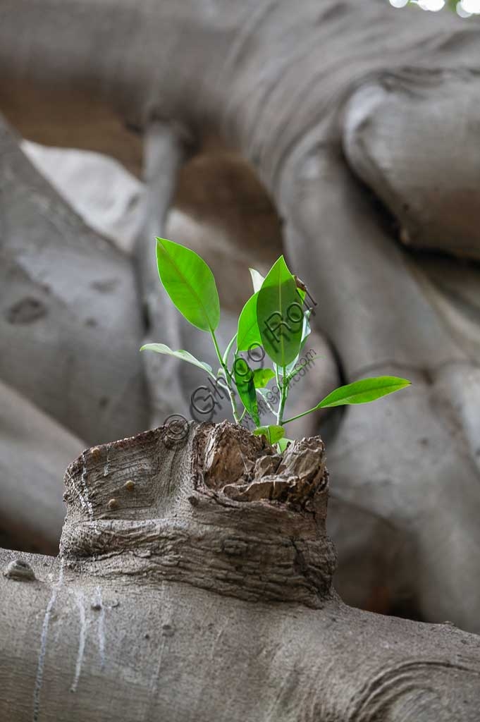 Close-up detail of a Ficus magnolioide (Ficus macrophylla) bud at the Palermo Botanical Gardens in Sicily