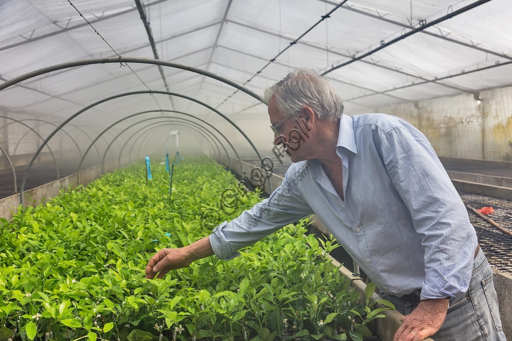 Giorgio Tintori mostra innesti di citrus limone nel Giardino degli Agrumi Hesperidarium