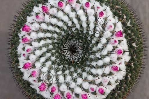 Fotografia di un cactus del genere Mammillaria nella serra tropicale del Giardino della Biodiversità, Orto Botanico di Padova.