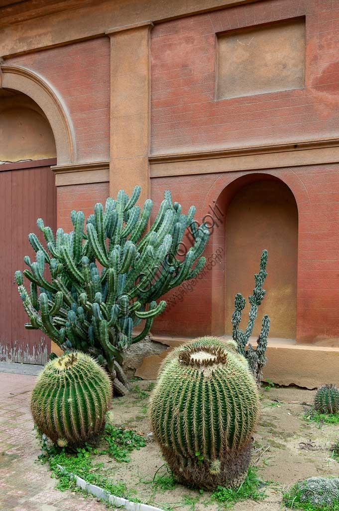 Collezione di cactus e piante grasse esposte in un'area dell'Orto Botanico di Palermo, Sicilia.