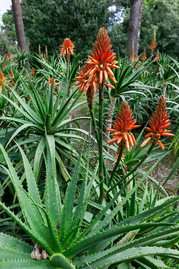 Red blossom of an Aloe arborescens plant in the Palermo Botanical Gardens