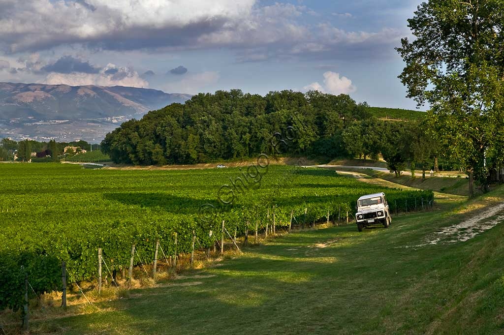 Panorama dei vigneti di Sagrantino a Montefalco nelle colline umbre