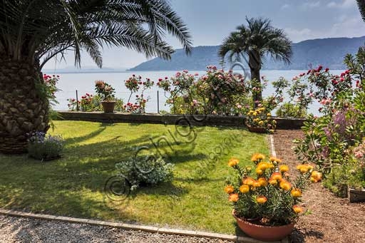 View of the Protea Terrace with exotic flowers, Isola Madre Botanical Garden, Lake Maggiore