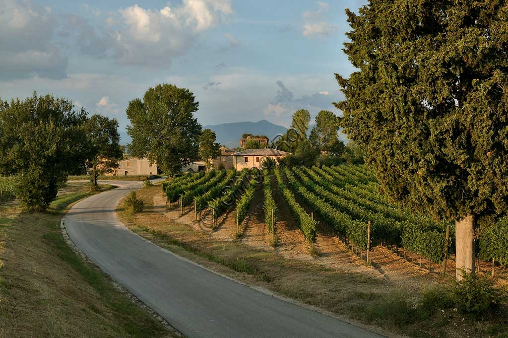 Panorama dei vigneti di Sagrantino nella località di Torre a Montefalco, in Umbria