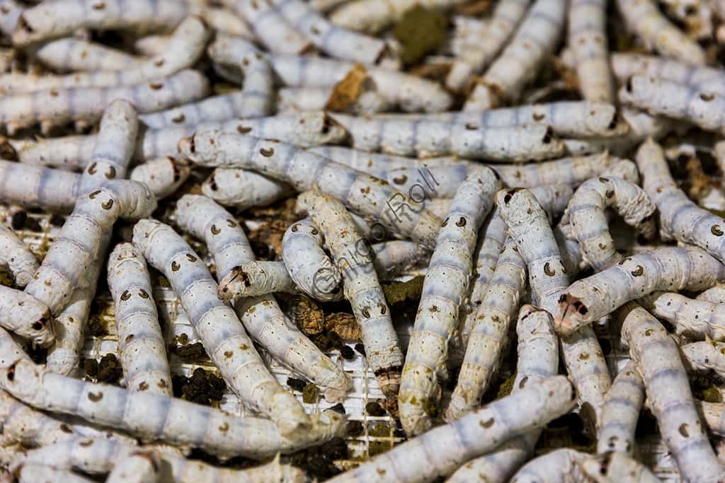 Bombyx mori e la Sericoltura alla Casa delle Farfalle di Villa Garzoni