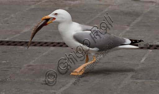 Avian Piscivory: Analyzing the Seagull Swallowing a Fish Behavior