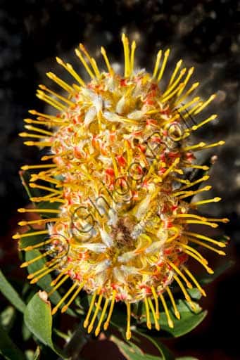 The Protea Terrace: Botanical Collection at Isola Madre, Lake Maggiore