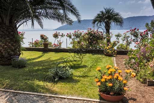 The Protea Terrace of the Isola Madre Botanical Garden