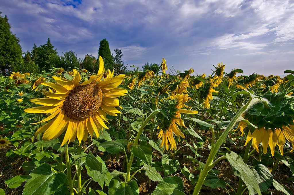 Photograph of an expansive field of sunflowers (Helianthus annuus) in full bloom