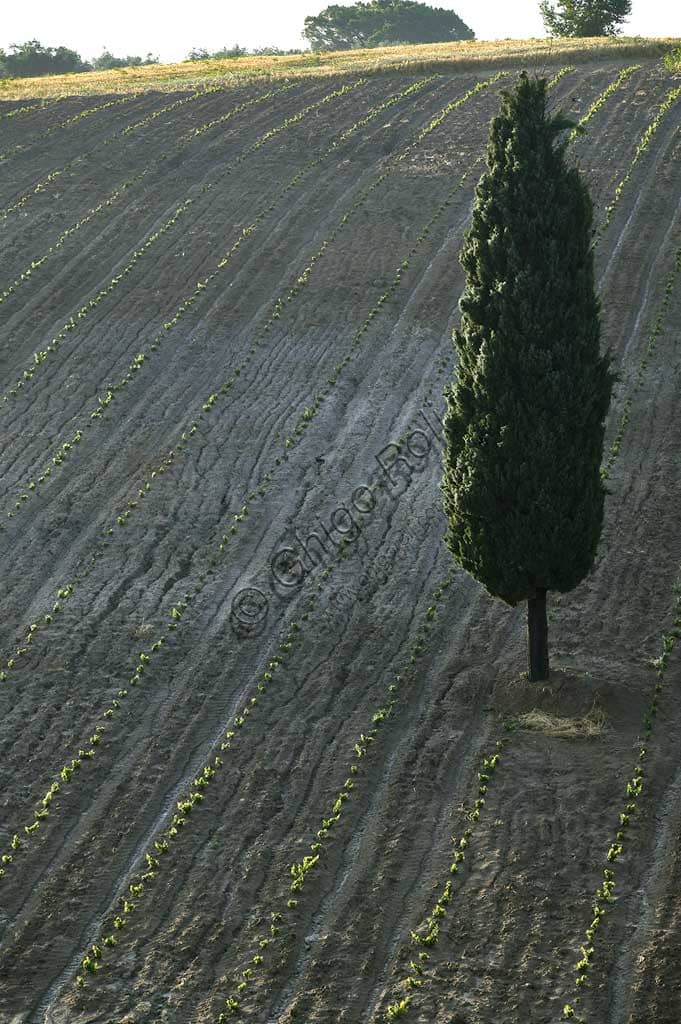Painting of a new vineyard for sale with a cypress tree near Saragano