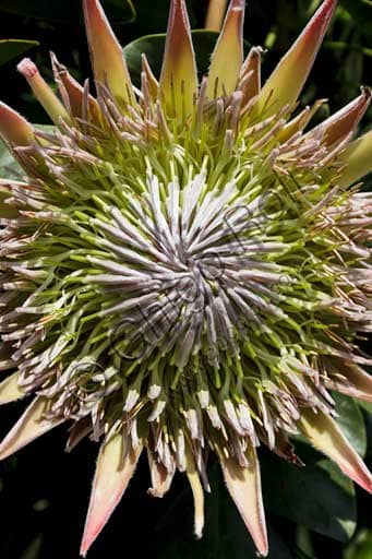 Close-up of an exotic Protea cynaroides (King Protea) flower, Protea Terrace, Botanical Garden of Isola Madre, Borromeo