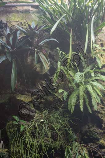 Tropical and exotic plants inside the greenhouse of the Padua Botanical Garden