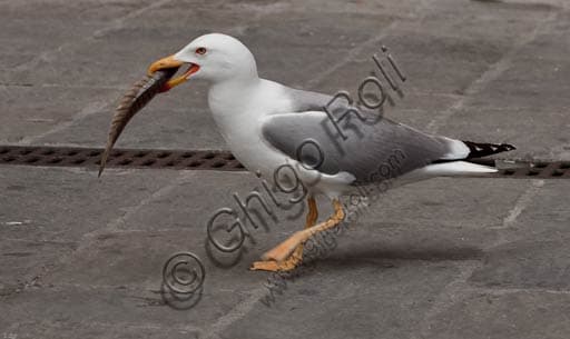 Avian Piscivory: Analyzing the Seagull Swallowing a Fish Behavior