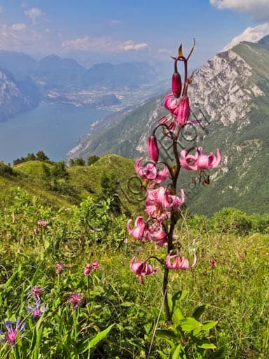 Turk's Cap Lily on Mount Baldo Highland: Scenery Overlooking Lake Garda