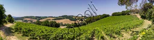 Vigneti del Parco Naturale del Monte San Bartolo: Paesaggio e Biodiversità