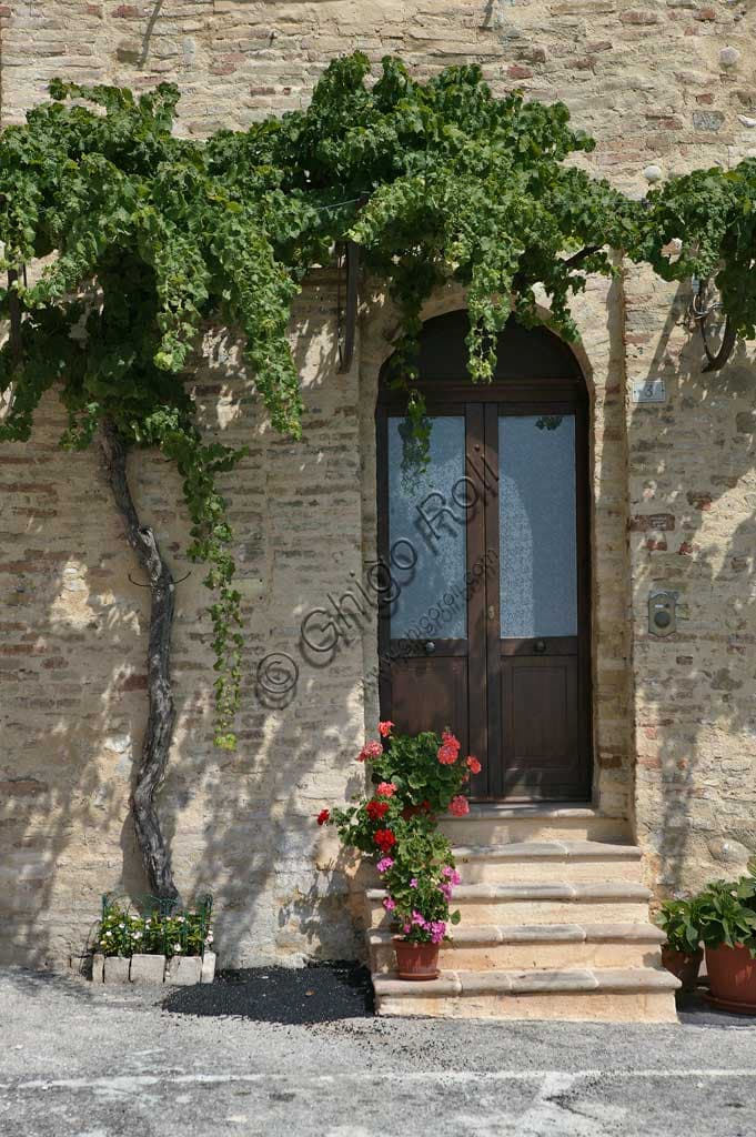 Vigna di Sagrantino a Montefalco addossata alle mura medievali del borgo umbro