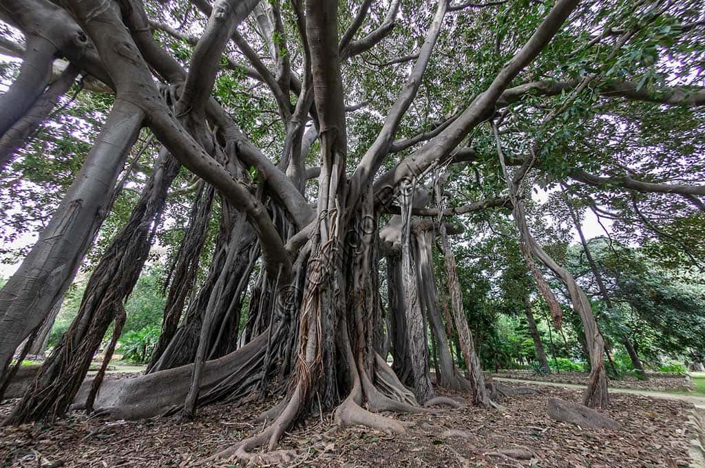 The Ficus magnolioide Tree at the Palermo Botanical Garden
