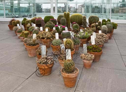Succulent Plants Collection at the University of Padua Botanical Garden