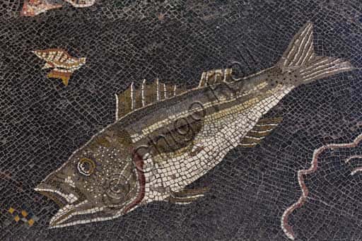 Mosaico Romano di Populonia: Dettaglio con Pesce e Conchiglia
