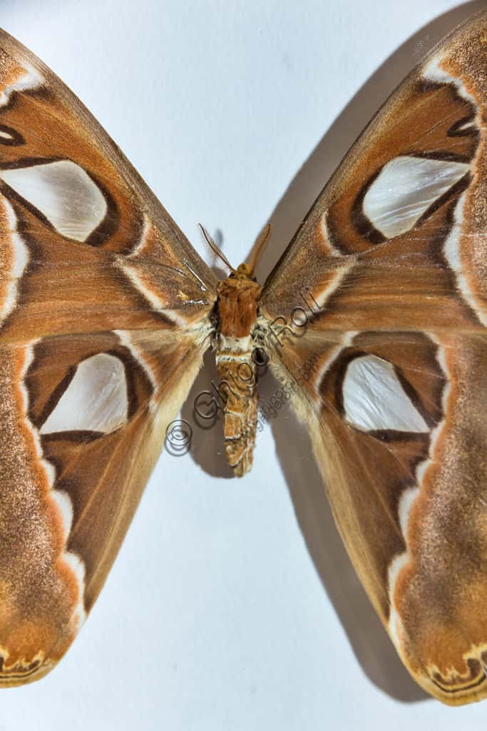 Casa delle Farfalle Collodi: l'Attacus Atlas, la Farfalla Gigante