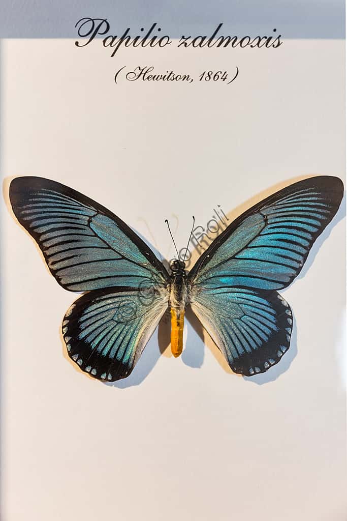 Papilio zalmoxis alla Casa delle Farfalle di Collodi a Villa Garzoni