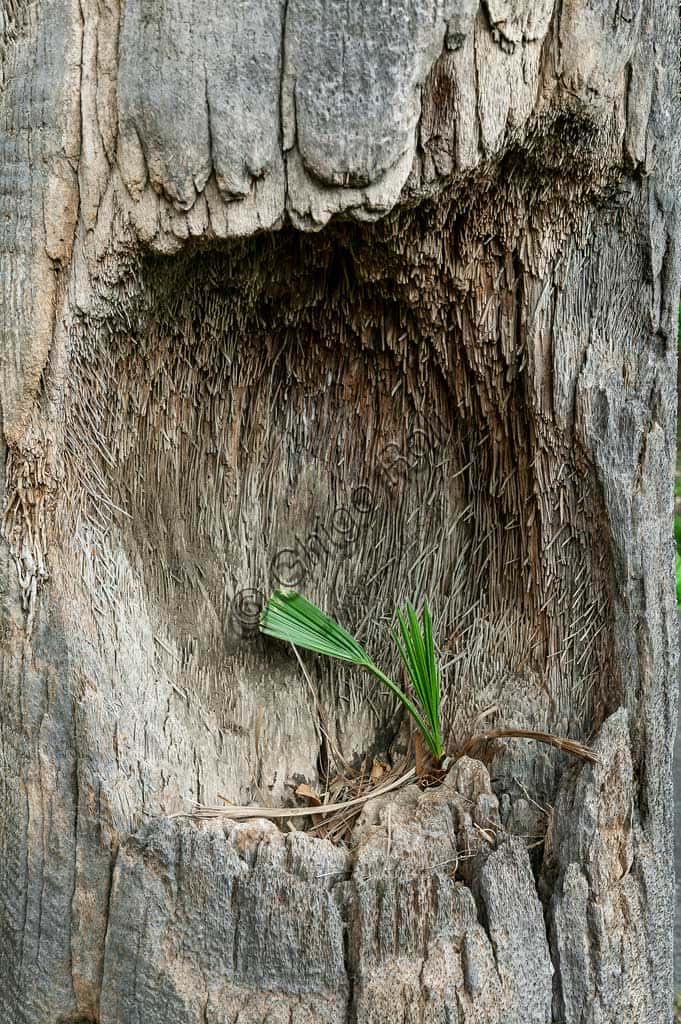 Palm Bud Grown in a Palm Trunk at Palermo Botanical Garden