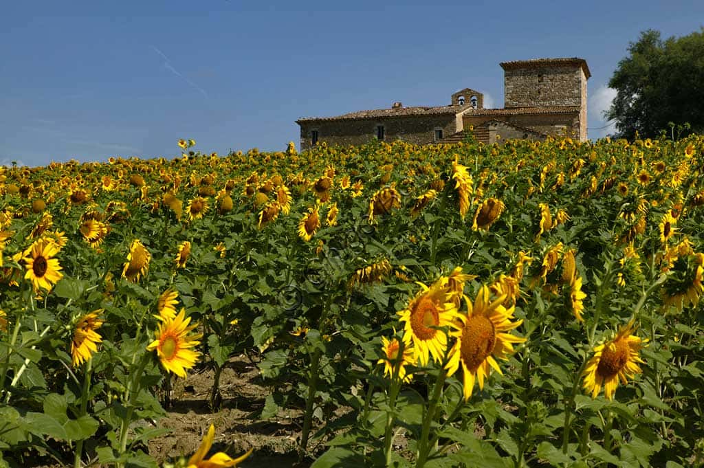 Sunflowers near Simigni Castle: Tuscan Landscape in Figline Valdarno