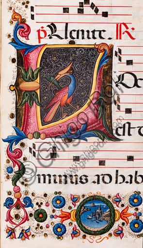 Iniziale Fogliacea nel Corale 5.E della Libreria Piccolomini