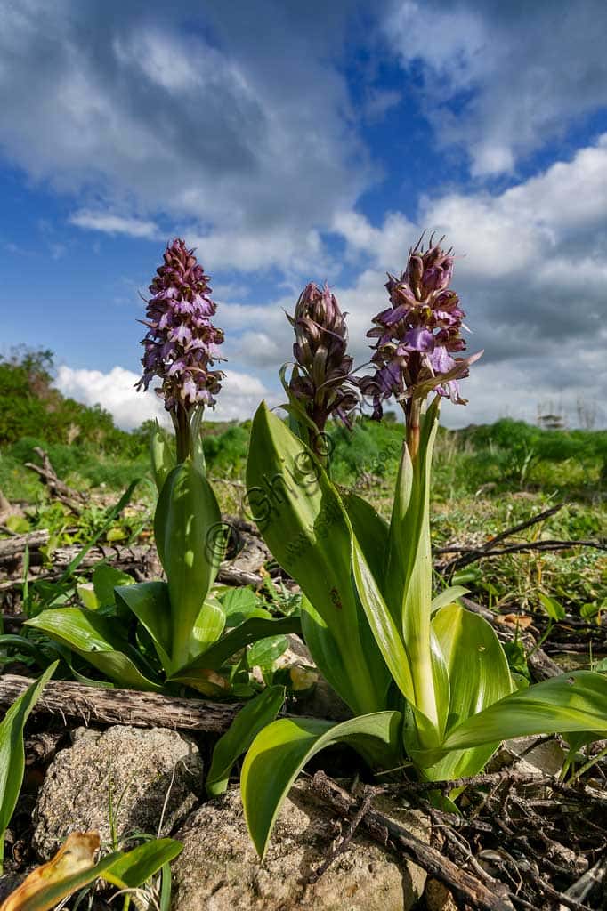 Wild Orchid Blooming on the Island of San Pantaleo (Motya)