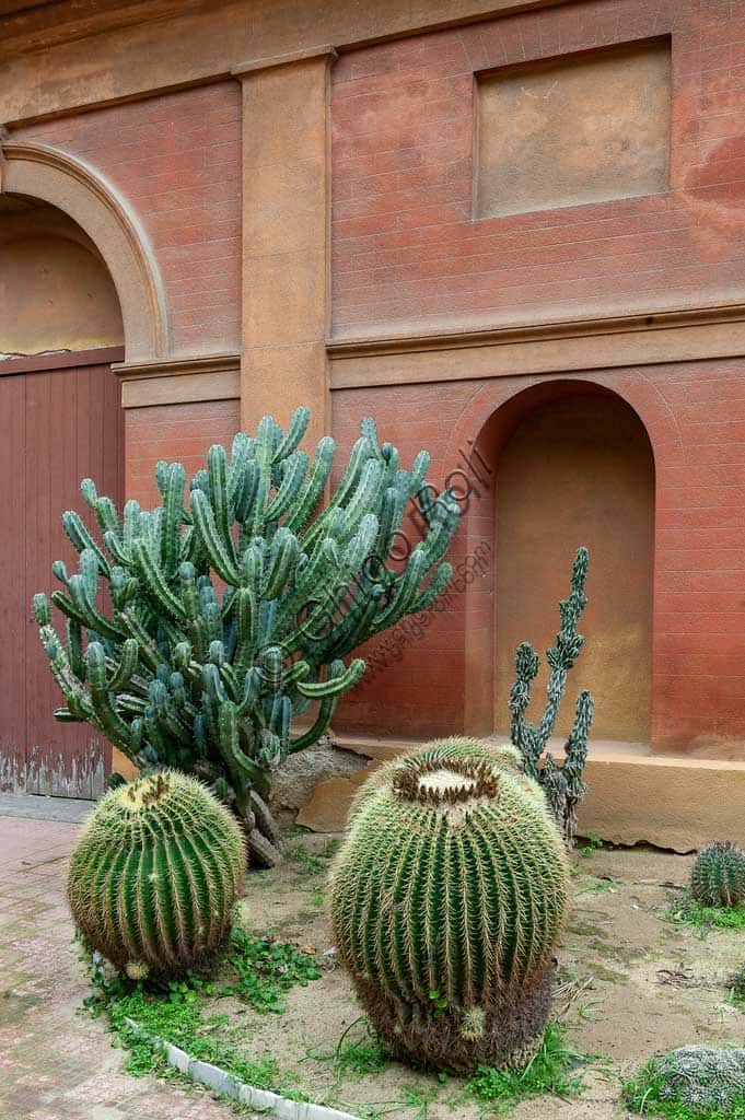 Cacti and Succulents Collection at the Palermo Botanical Garden