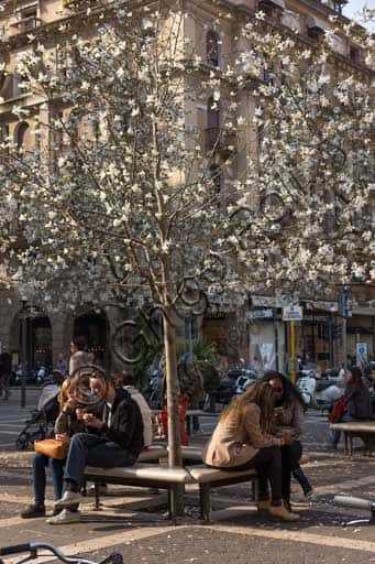 Bench Under a Blossoming Tree in Padua's Historic Centre