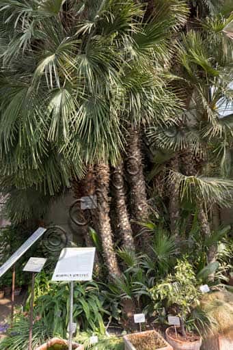 Goethe's Palm: The Historic Chamaerops humilis in Padua Botanical Garden
