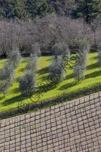 Gaiole in Chianti: Countryside with Vineyards and Olive Groves by Rocca di Castagnoli