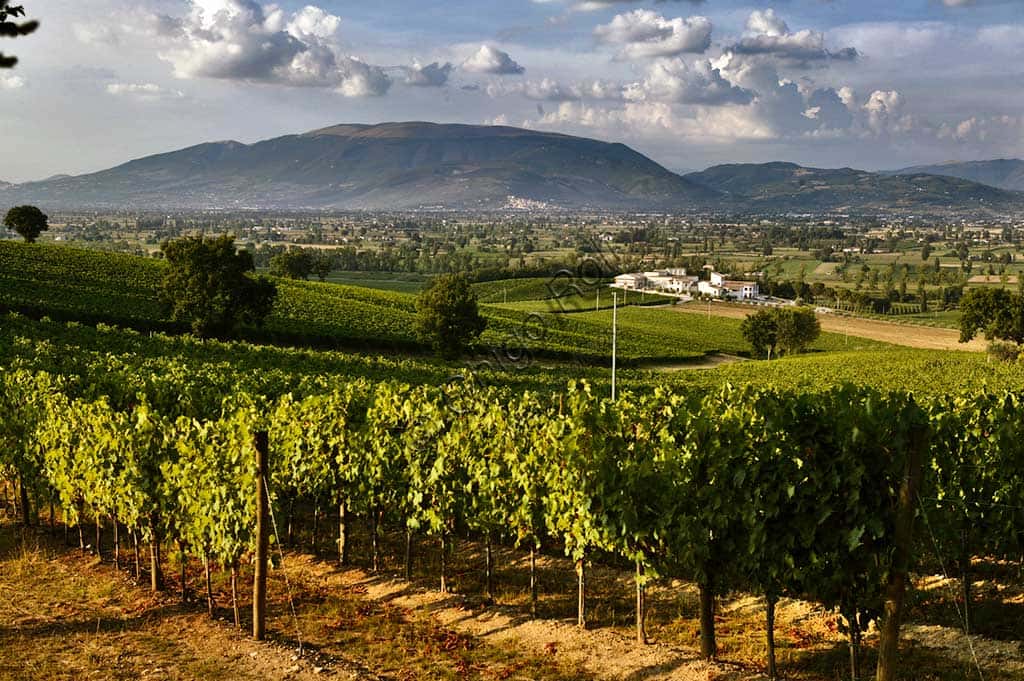 Vineyards and Arnaldo Caprai Winery: Sagrantino di Montefalco