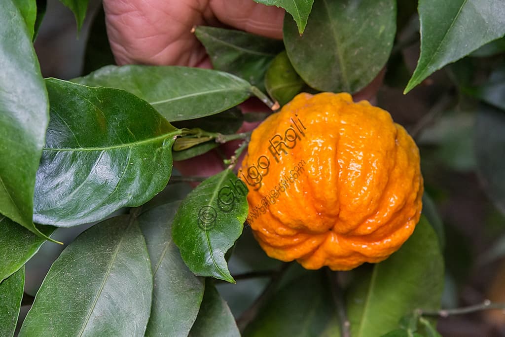 Close-up of the striped peel of the Swiss orange ornamental citrus tree at the Oscar Tintori Garden