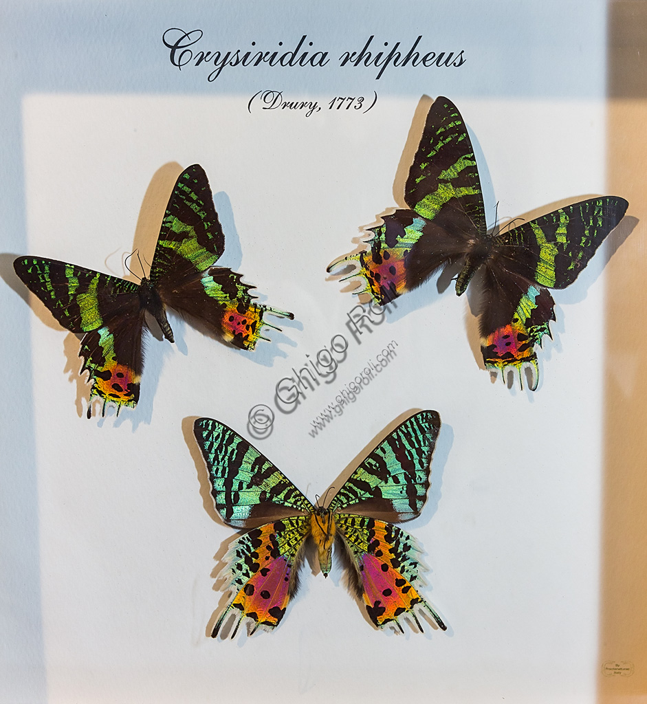 Farfalle tropicali Crisiridia ripheus nel Giardino delle Farfalle della Villa Garzoni a Collodi