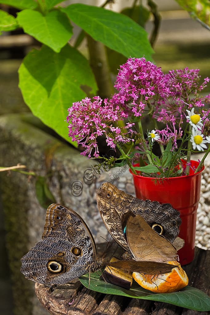 Colorful exotic butterflies resting on slices of fruit, Butterfly House of Collodi, Villa Garzoni