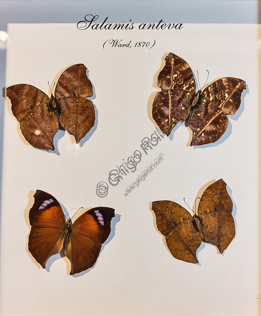 La farfalla Salamis anteva (Lepidoptera) nella serra tropicale della Casa delle Farfalle di Collodi, Villa Garzoni