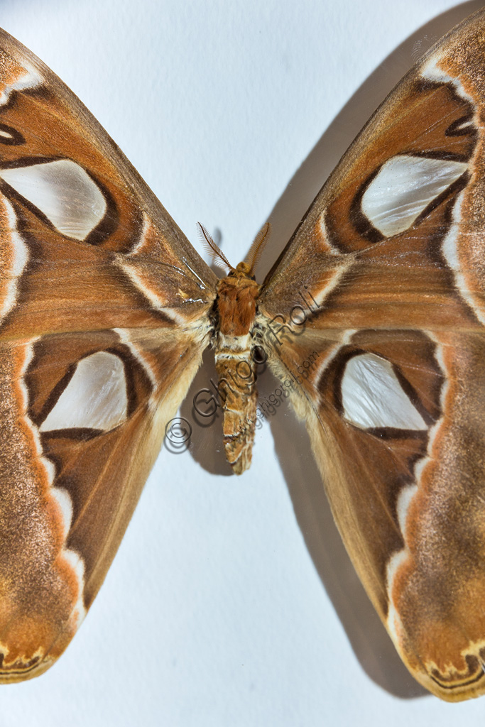 Farfalla Attacus atlas, la farfalla gigante, nella serra della Casa delle Farfalle di Collodi