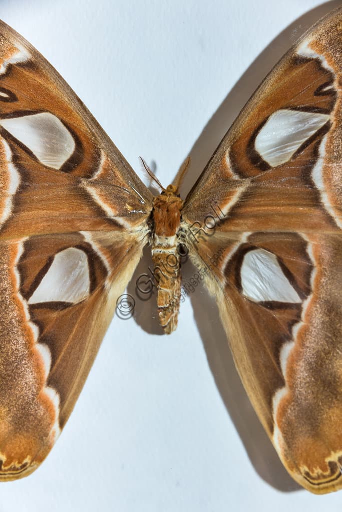 Attacus atlas giant butterfly in the greenhouse of the Collodi Butterfly House