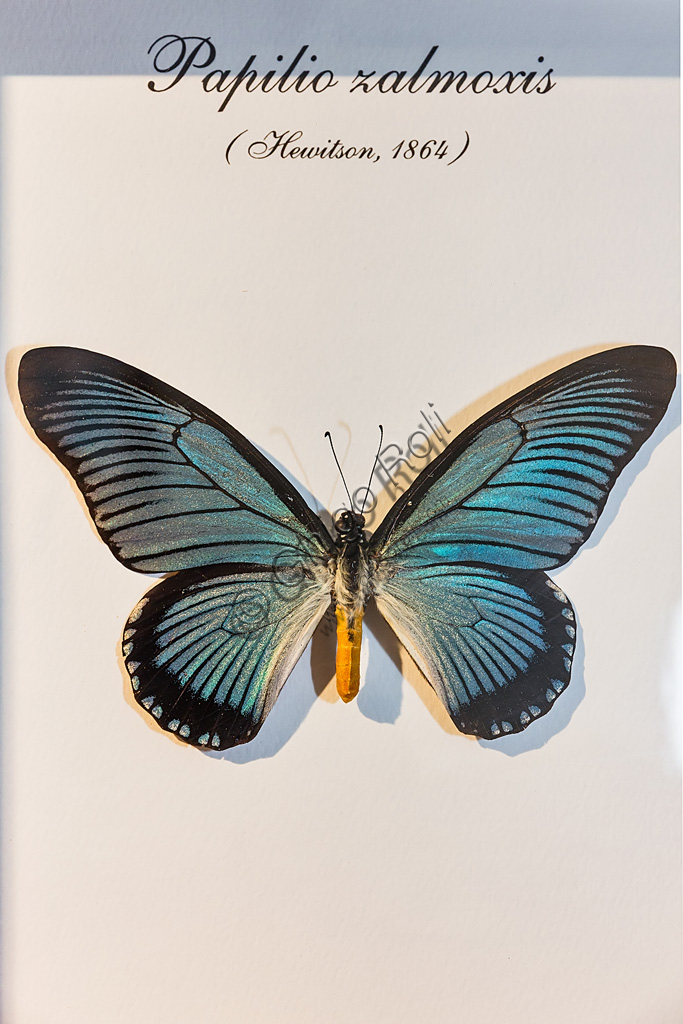 Farfalla Papilio zalmoxis posata su una foglia nella serra della Casa delle Farfalle di Collodi, Villa Garzoni