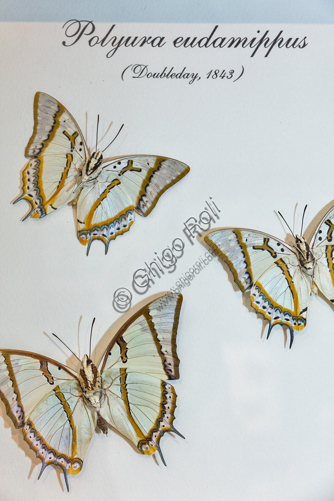 Fotografia della farfalla Polyura eudamippus nella serra tropicale della Casa delle Farfalle, Collodi.