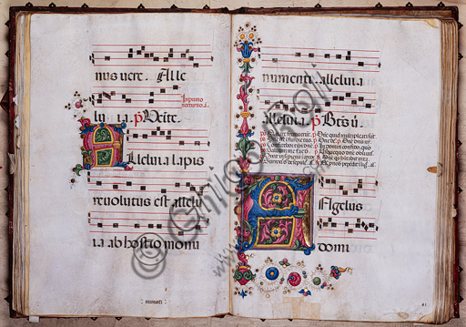 Dettaglio miniatura iniziale fogliacea con decorazioni vegetali nel corale cod.9.1, opera di Pellegrino di Mariano, Libreria Piccolomini