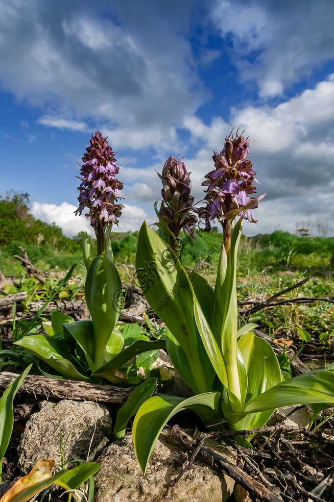 Fioritura di orchidee selvatiche nel paesaggio naturale dell'Isola di San Pantaleo, Motya, Sicilia